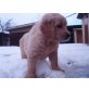 Golden Retriever Welpen - Hündin