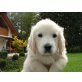 Golden Retriever Welpen - Hündin