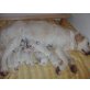 Golden Retriever Welpen - Hündin
