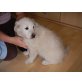 Golden Retriever Welpen - Hündin