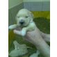 Golden Retriever Welpen - Hündin