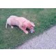 Golden Retriever Welpen - Hündin