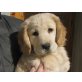 Golden Retriever Welpen - Hündin