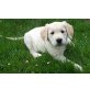 Golden Retriever Welpen - Hündin