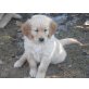 Golden Retriever Welpen - Hündin