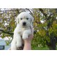 Golden Retriever Welpen - Hündin