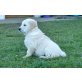 Golden Retriever Welpen - Hündin