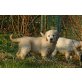 Golden Retriever Welpen - Hündin