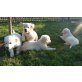 Golden Retriever Welpen - Hündin