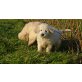 Golden Retriever Welpen - Hündin