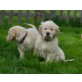 Golden Retriever Welpen - Hündin