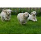 Golden Retriever Welpen - Hündin
