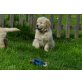 Golden Retriever Welpen - Hündin