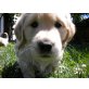 Golden Retriever Welpen - Hündin