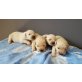 Golden Retriever Welpen - Hündin