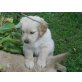 Golden Retriever Welpen - Hündin
