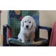 Golden Retriever Welpen - Hündin