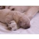 Golden Retriever Welpen - Hündin