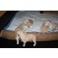 Golden Retriever Welpen - Hündin