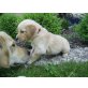 Golden Retriever Welpen - Hündin