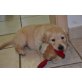 Golden Retriever Welpen - Hündin