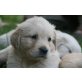Golden Retriever Welpen - Hündin