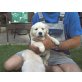 Golden Retriever Welpen - Hündin