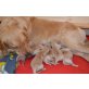 Golden Retriever Welpen - Hündin