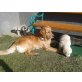 Golden Retriever Welpen - Hündin