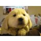 Golden Retriever Welpen - Hündin