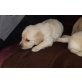 Golden Retriever Welpen - Hündin