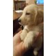 Golden Retriever Welpen - Hündin
