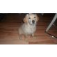 Golden Retriever Welpen - Hündin