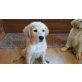 Golden Retriever Welpen - Hündin