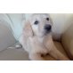 Golden Retriever Welpen - Hündin