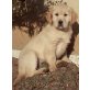 Golden Retriever Welpen - Hündin