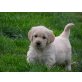 Golden Retriever Welpen - Hündin