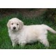 Golden Retriever Welpen - Hündin