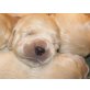 Golden Retriever Welpen - Hündin