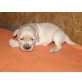 Golden Retriever Welpen - Hündin