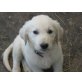 Golden Retriever Welpen - Hündin