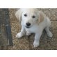 Golden Retriever Welpen - Hündin