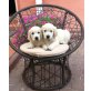 Golden Retriever Welpen - Hündin