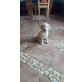 Golden Retriever Welpen - Hündin
