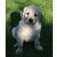Golden Retriever Welpen - Hündin