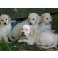 Golden Retriever Welpen - Hündin