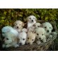 Golden Retriever Welpen - Hündin