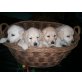 Golden Retriever Welpen - Hündin