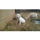 Golden Retriever Welpen - Hündin