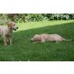 Golden Retriever Welpen - Hündin